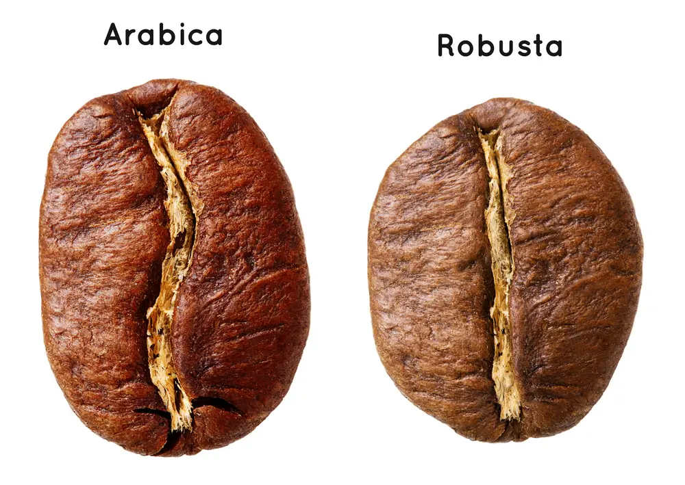 comparison between arabica coffee beans and robusta coffee beans