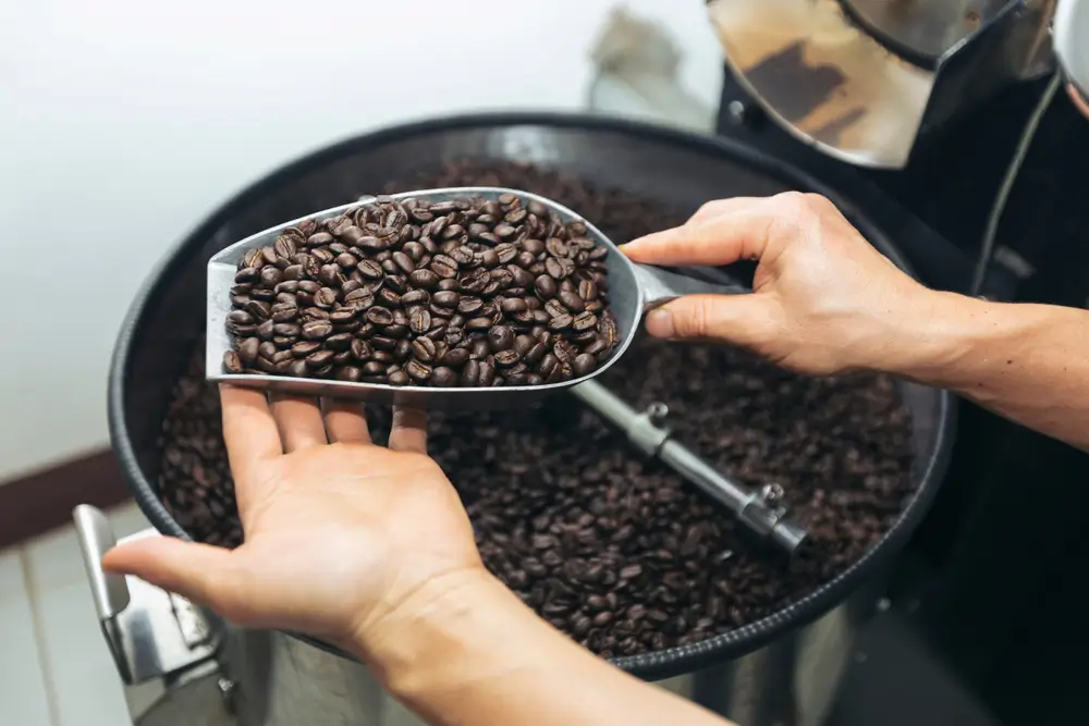 coffee beans getting picked for being roasted for a cup of coffee