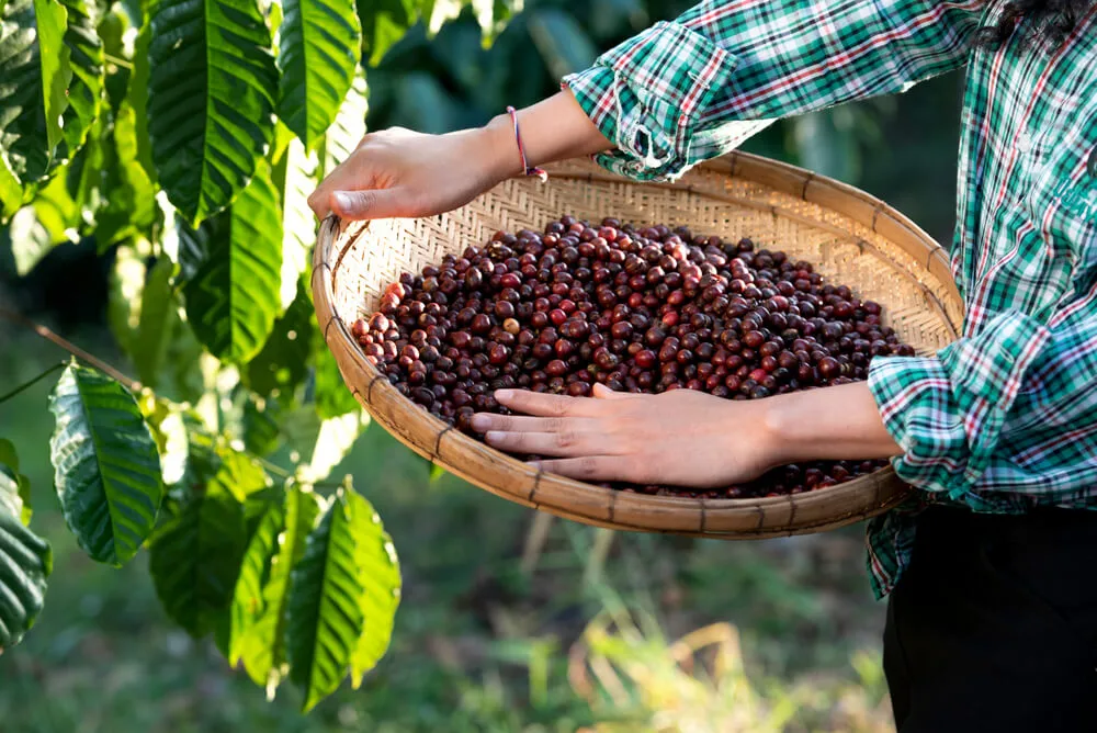 What is Natural Process Coffee