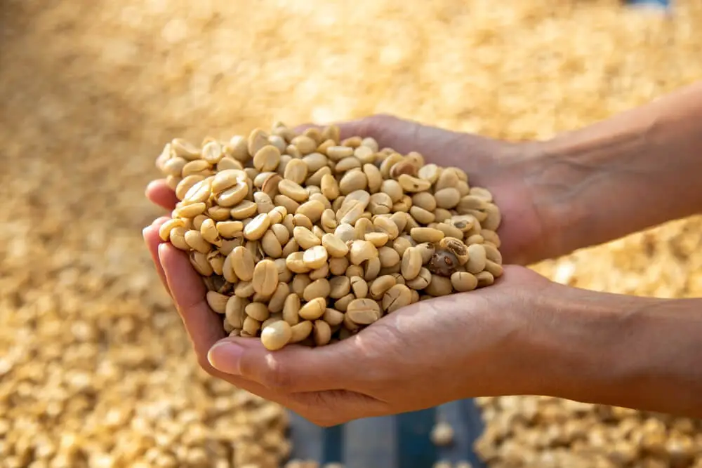 A man carrying honey processed coffee in his hand